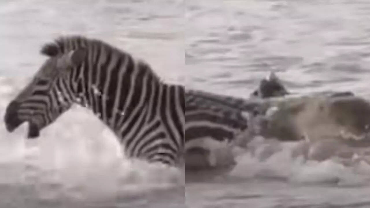 Crocodiles brutally attack a zebra, netizens laud zebra for fighting ...