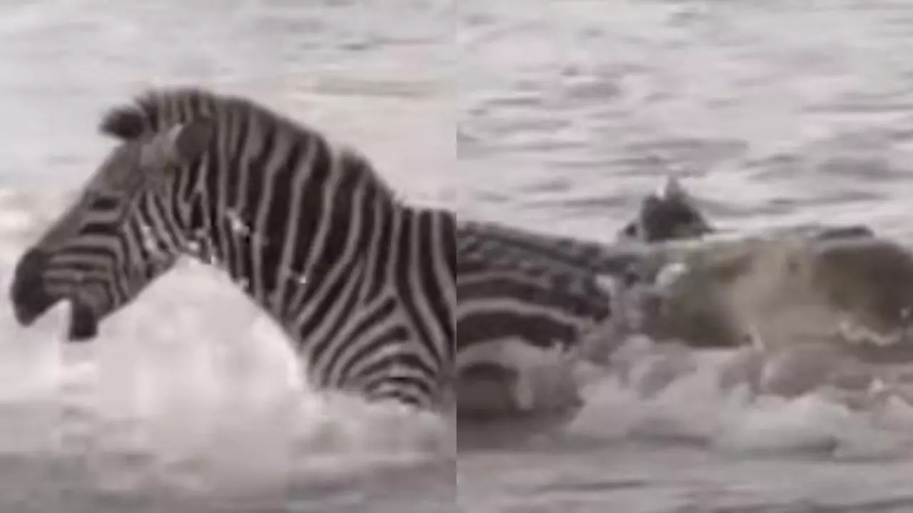 Crocodiles attack Zebra