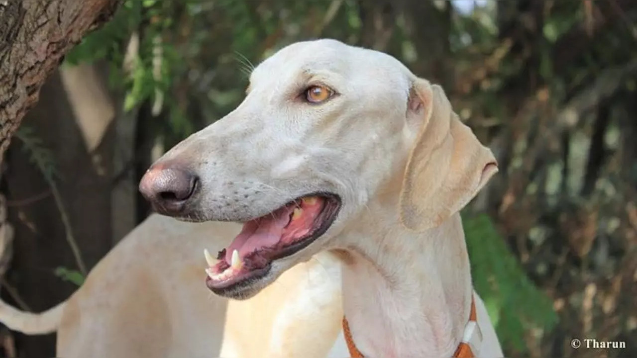 Mudhol Hounds dog