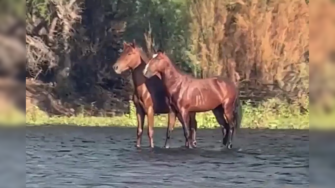Horses 'walking' on water