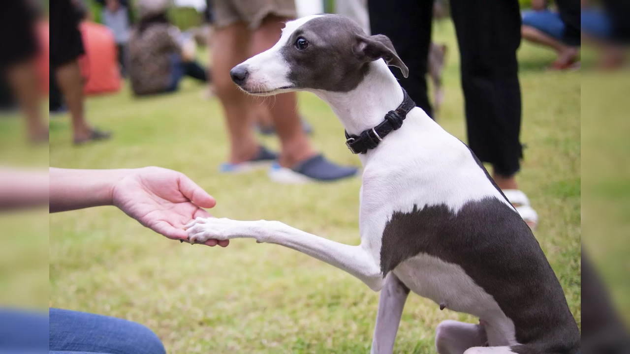 Once diagnosed with monkeypox, it becomes further important to keep a distance from the pet – be it a dog or a cat. Recent studies stress on the importance of isolating animals upon testing positive for the virus.