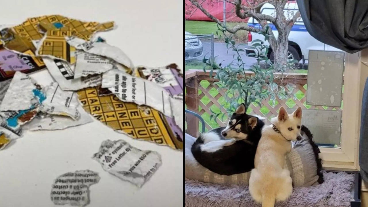 Left: Torn-up lottery ticket; right: US couple's pet dogs | Pictures courtesy of: Oregon Lottery