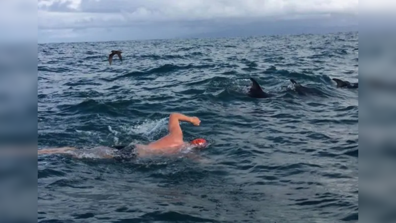 Swimmer saved from shark by dolphins