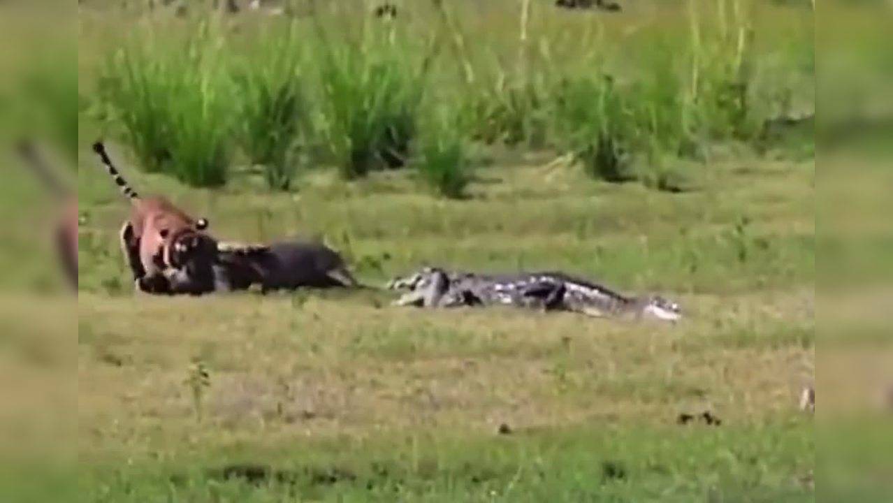 Viral video: Crocodile attacks tiger hunting wild boar in Ranthambore National Park | Viral Videos News, Times Now