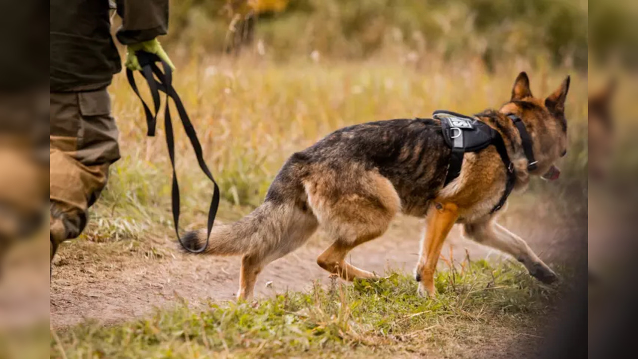 'First-of-its-kind' K9 dog squad is helping track poachers down in ...