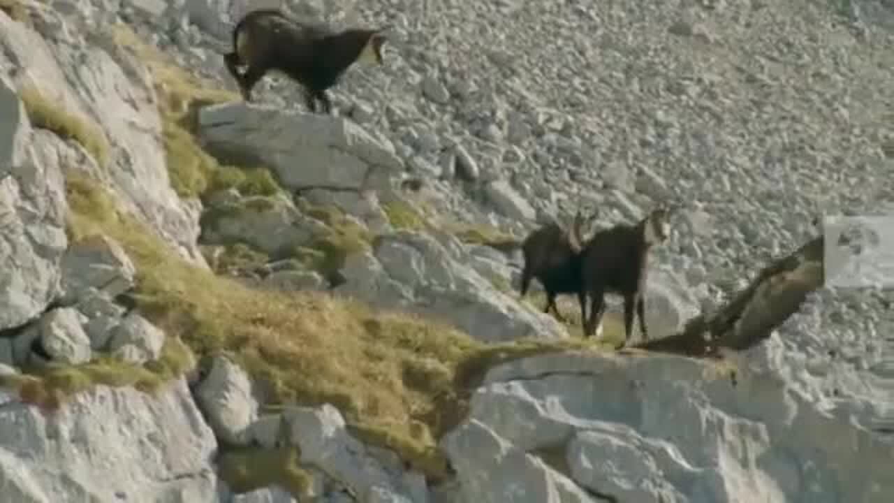 Eagle attacks mountain goat Viral video Mountain goat throws itself