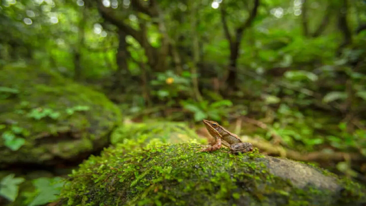 Telangana species