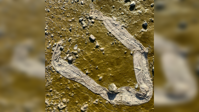 Massive snake skin found on Thames bank