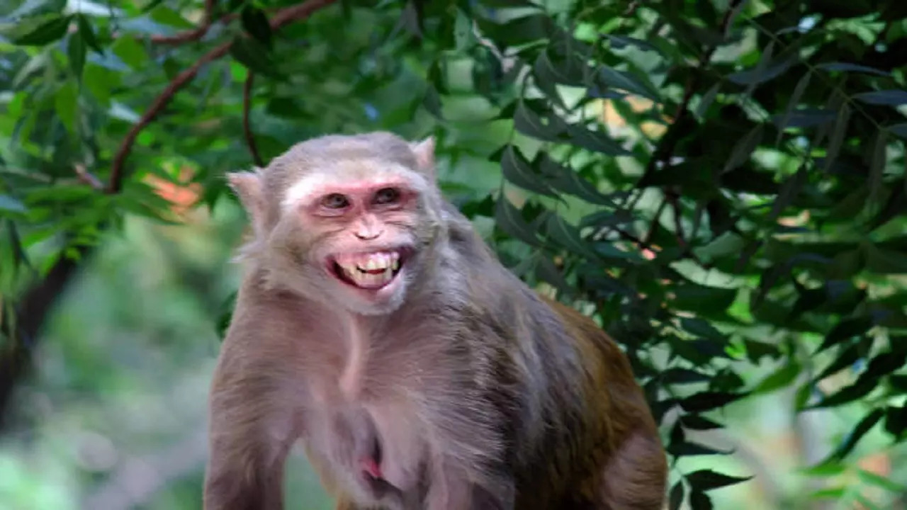 istockphoto-monkey