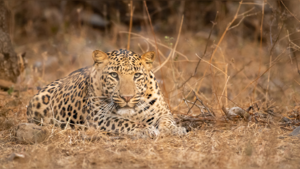 What are Urban Leopards and predators; the importance of human-wildlife ...