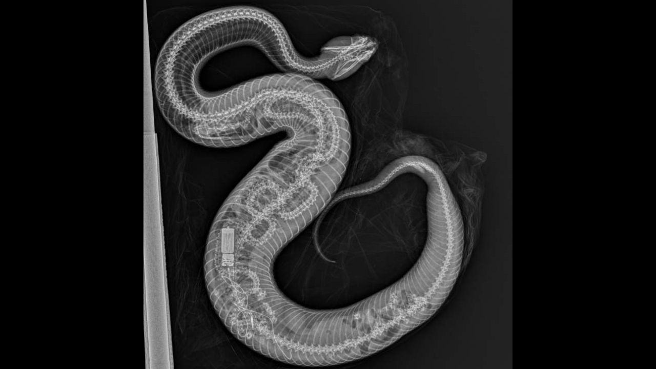 Cottonmouth snake eats Burmese python in Florida, shocking Xray goes