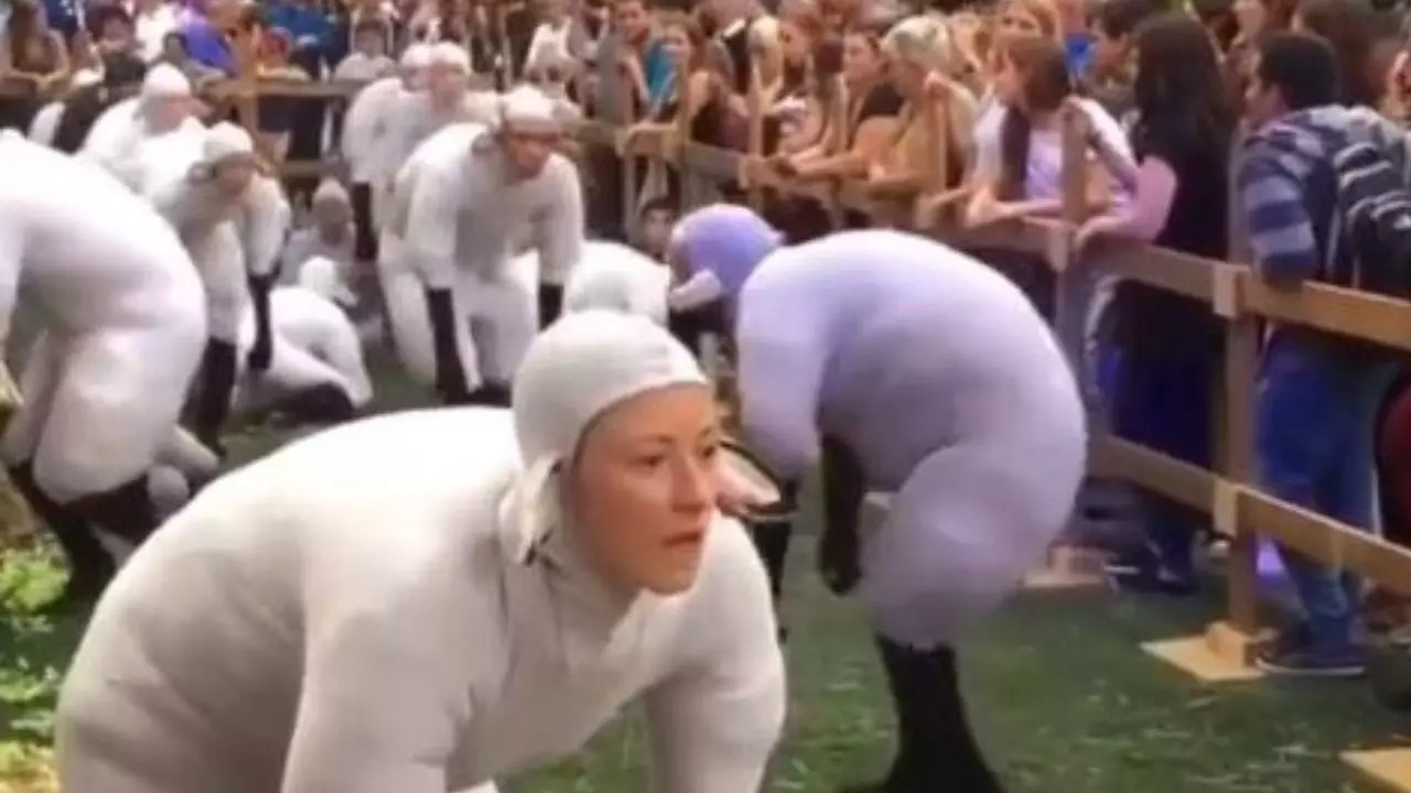 Human Sheep