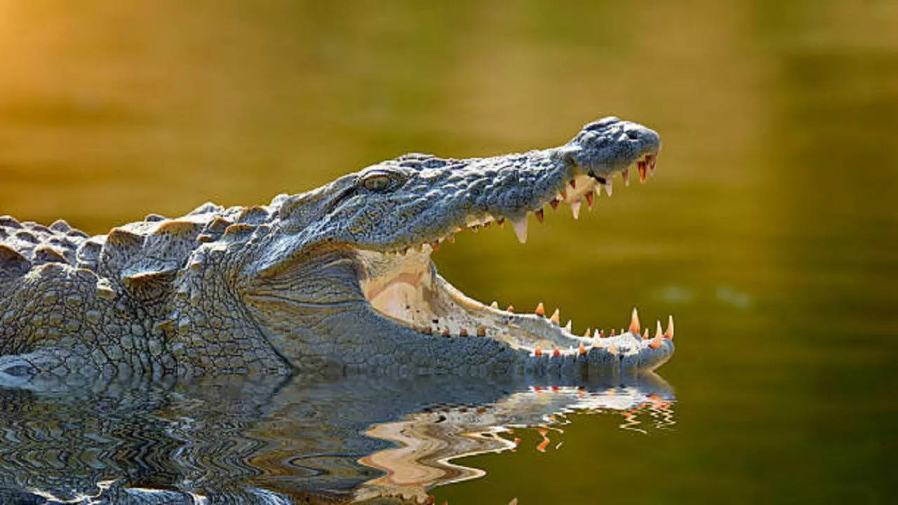 istockphoto-crocodile