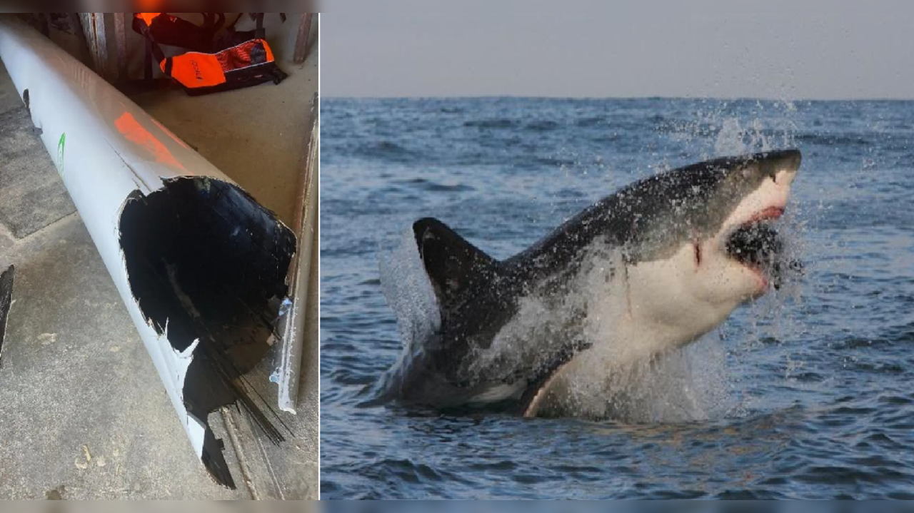 Man survives after terrifying encounter with a great white shark, his