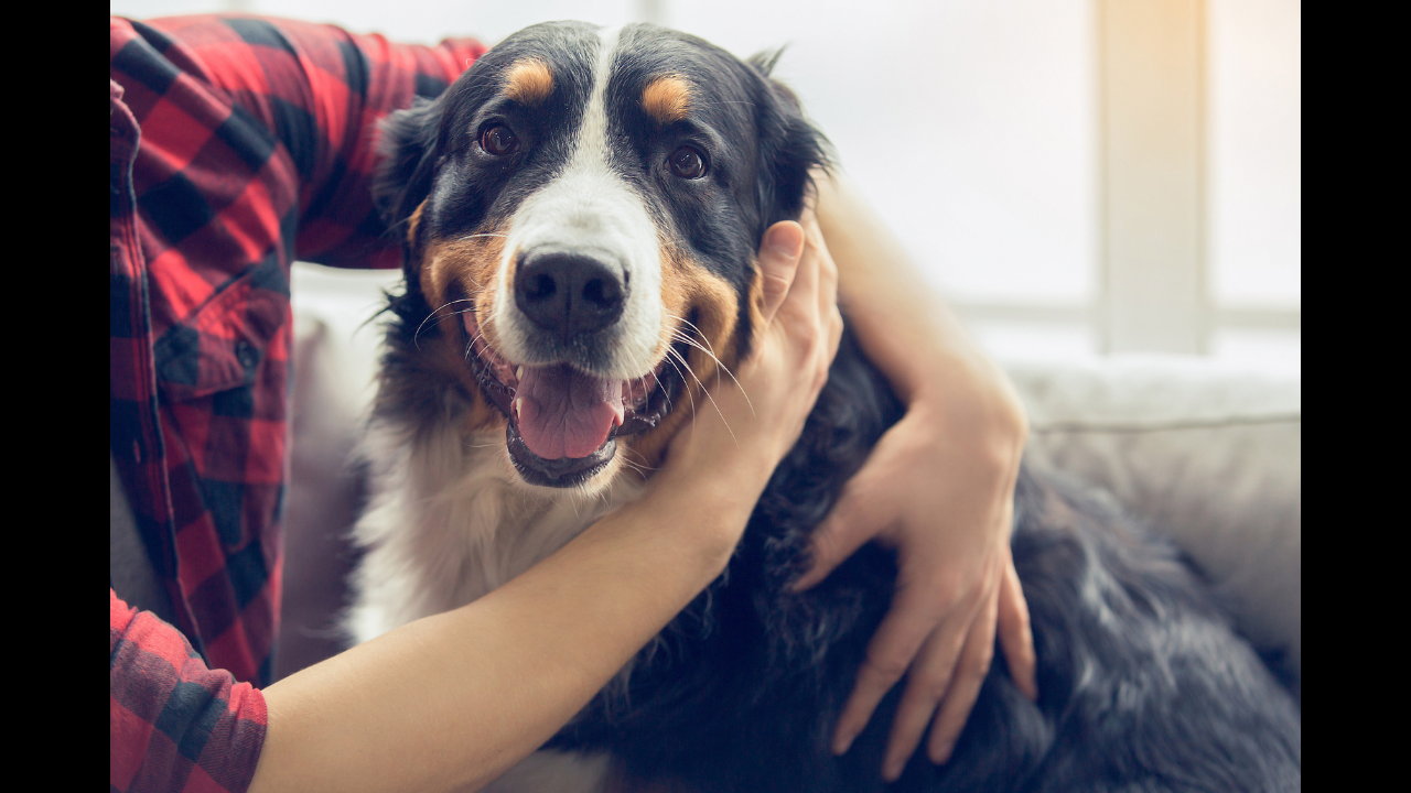 Dogs cry when reunited with owners