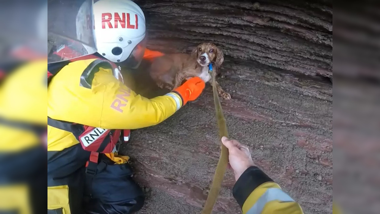 Dog rescued after falling 100 feet down a cliff in England | Screengrab from video shared by RNLI