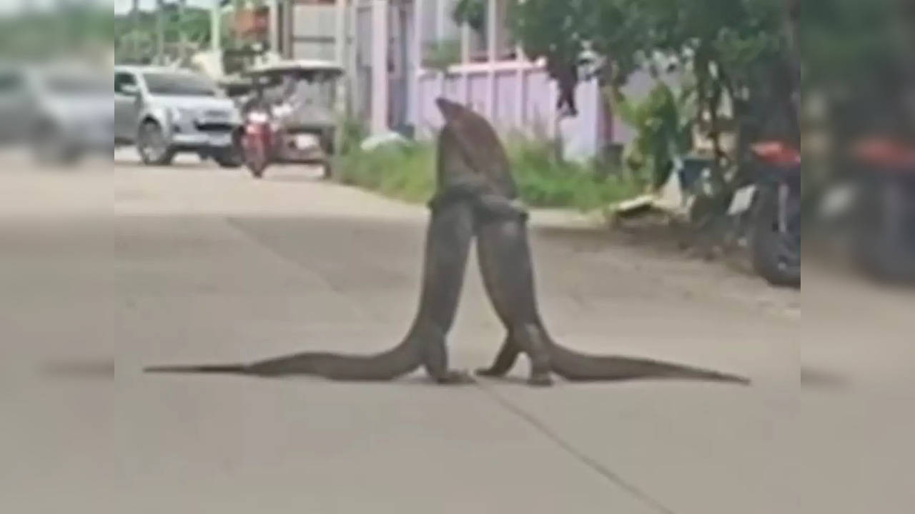 Monitor lizards wrestle in the middle of a road in Thailand | Screenshot from video published by NowThis News