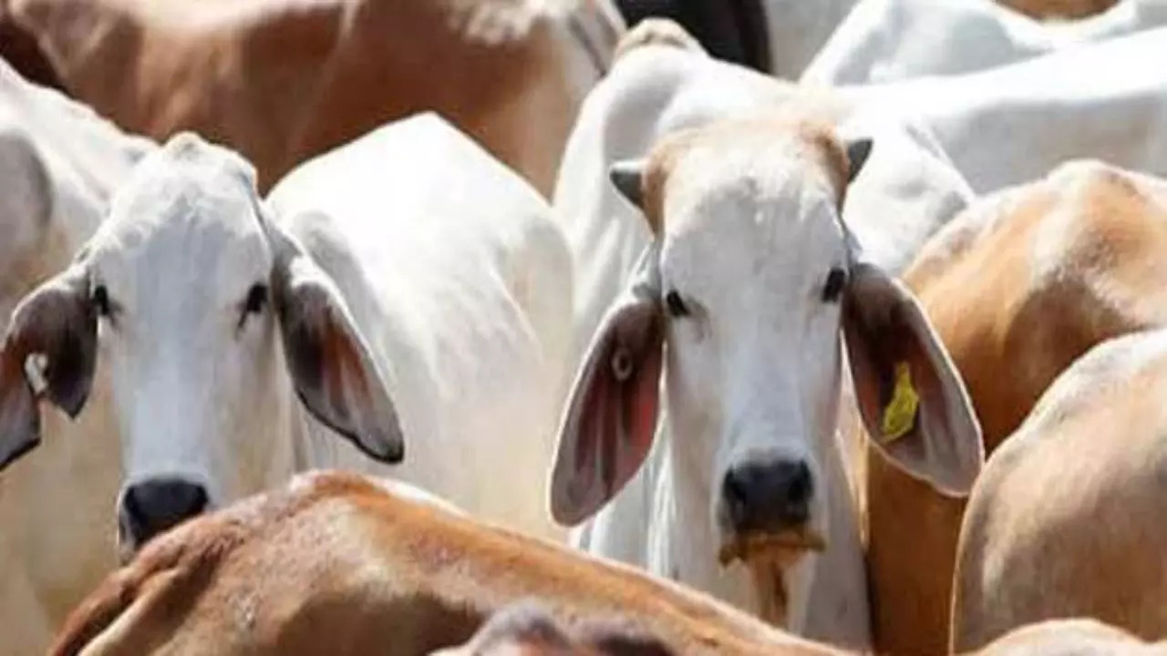 Cattle menace in Ahmedabad