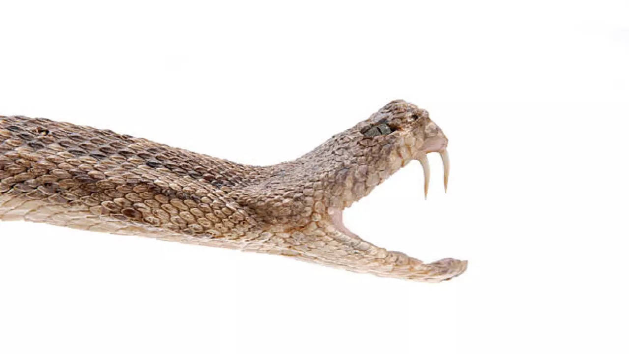 istockphoto-snakebite