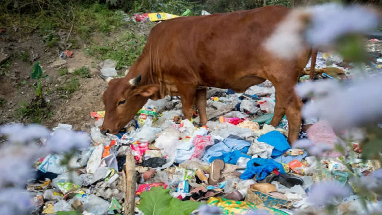 istockphoto-stray cattle