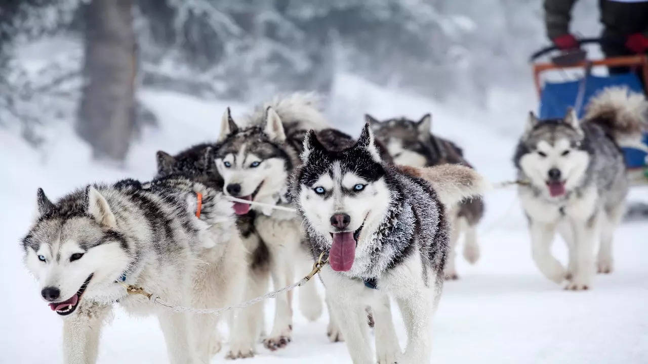 Huskies