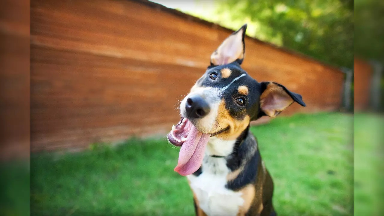 happy dog iStock