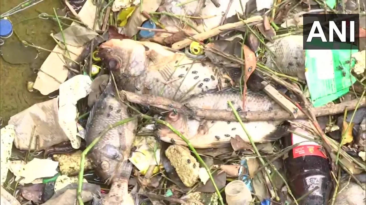 Dead Fish Found Floating In Bengaluru's Kothanur Lake | Bengaluru News ...