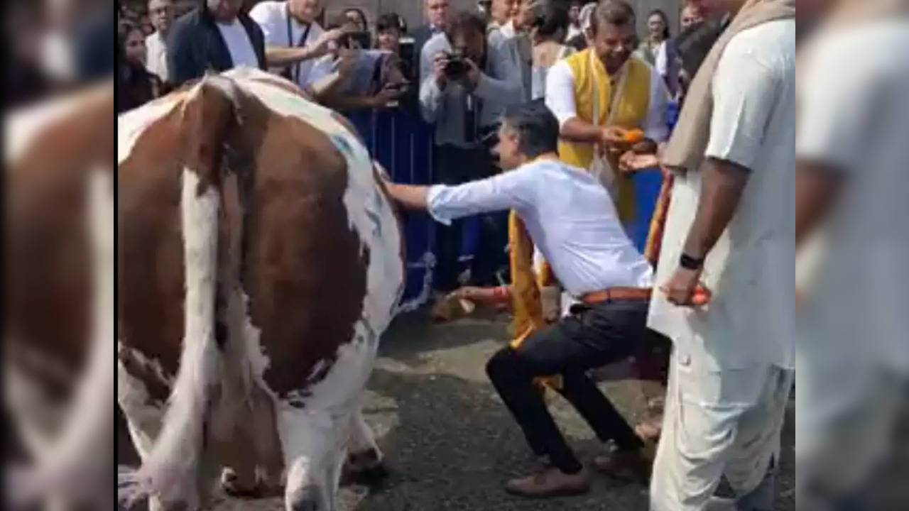 Conservative leader Rishi Sunak offers holy water to a cow for 'Gau Pooja' in London