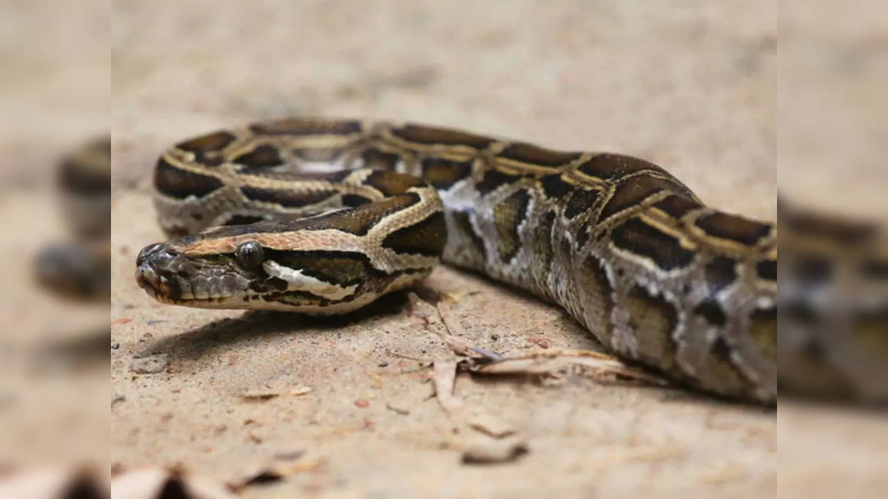 Burmese pythons are an invasive species that has been damaging Florida's wetland ecosystem for decades