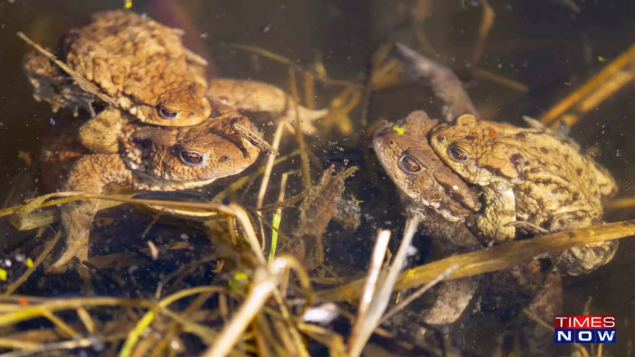 Europe's insatiable appetite for frogs' legs could drive them to extinction