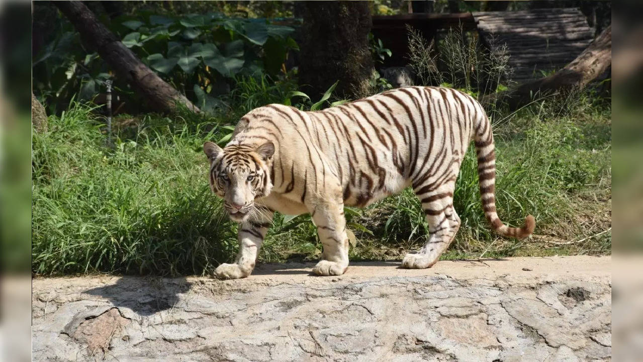 White Tigress In Delhi Zoo Gives Birth To Three Cubs