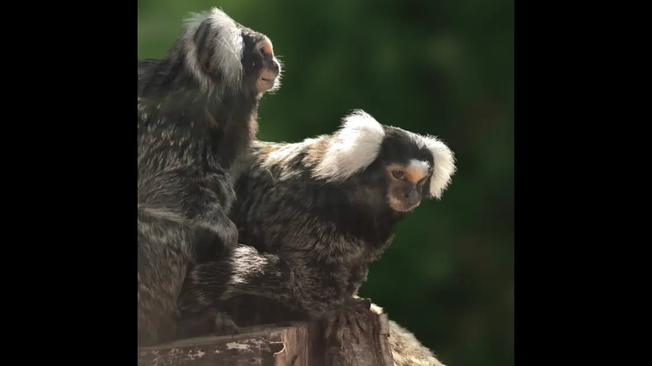 Monkey who was given cocaine and flushed down toilet now has a boyfriend