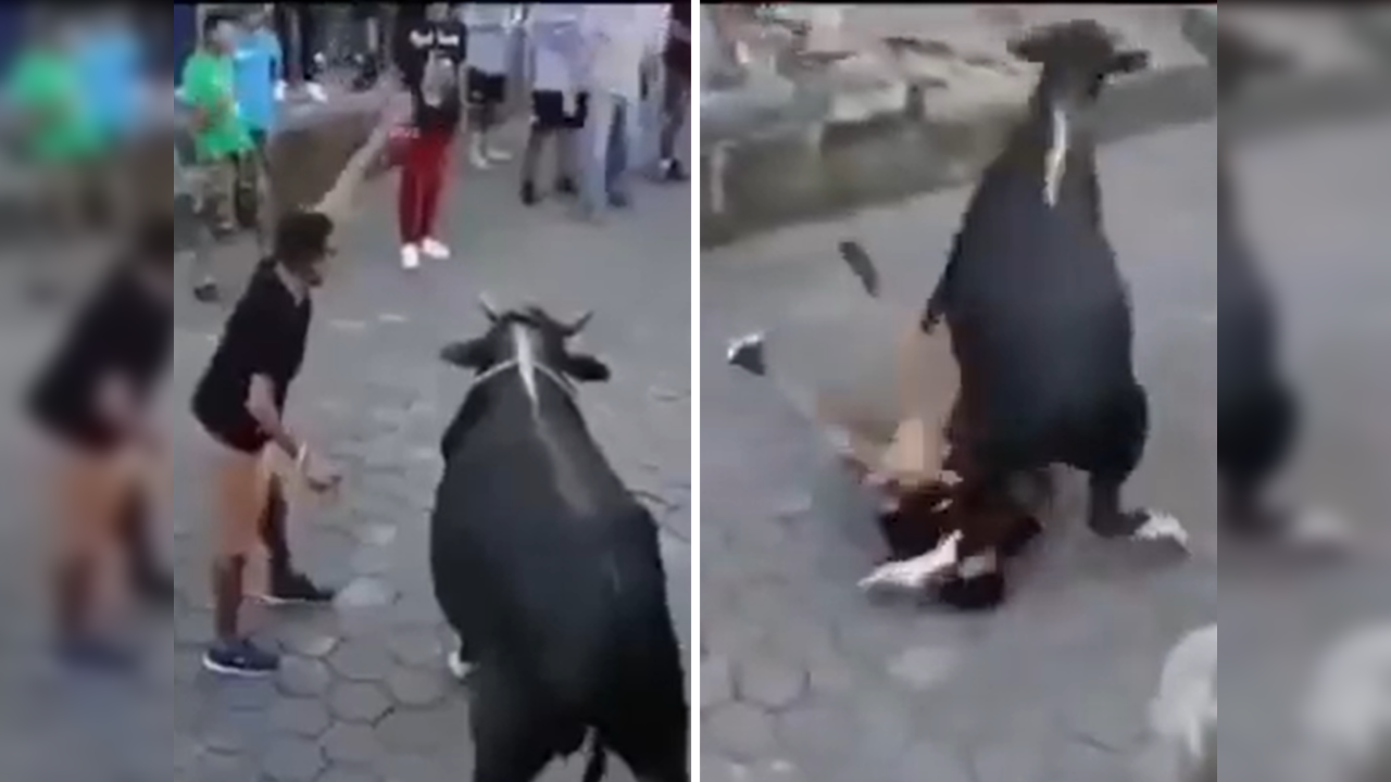 Bull attack