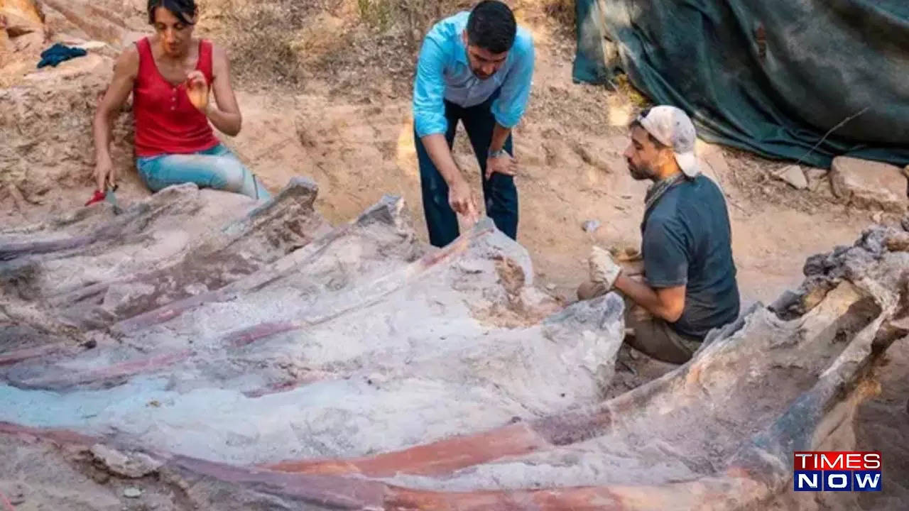 Fósseis de dinossauros descobertos num quintal em Portugal