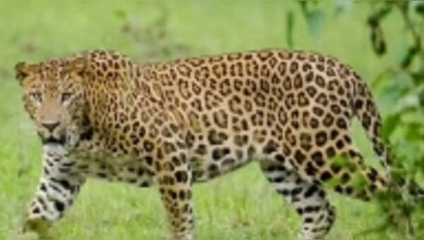 Leopard carcass found in Valmiki Tiger Reserve in Bihar | In Focus News ...