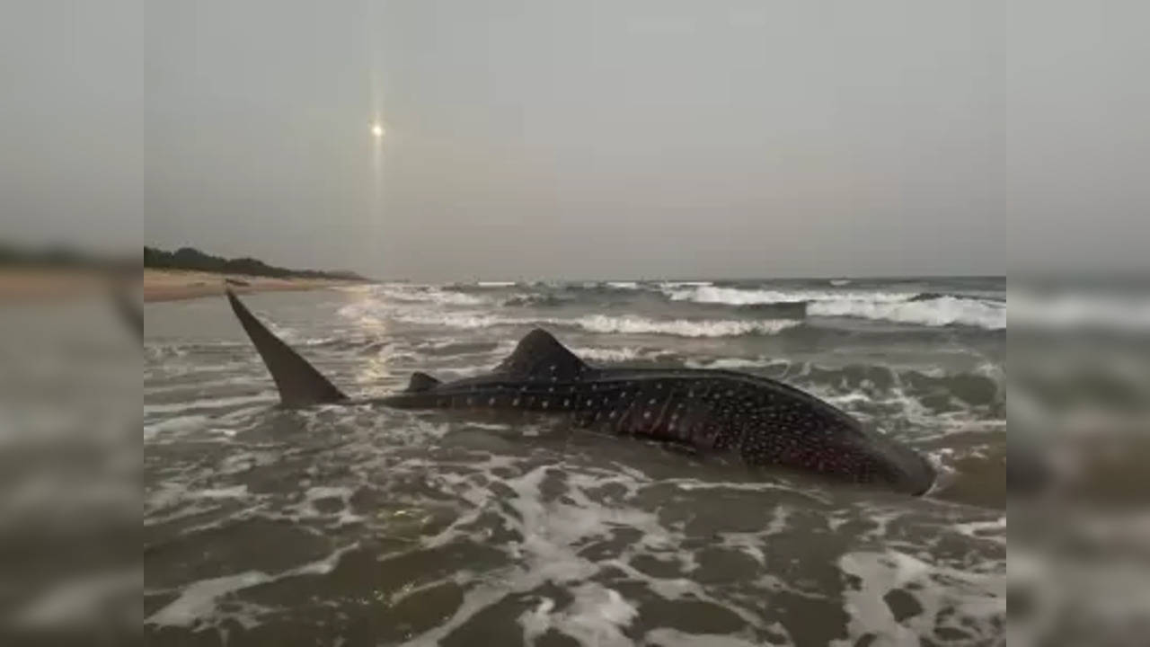 Whale shark