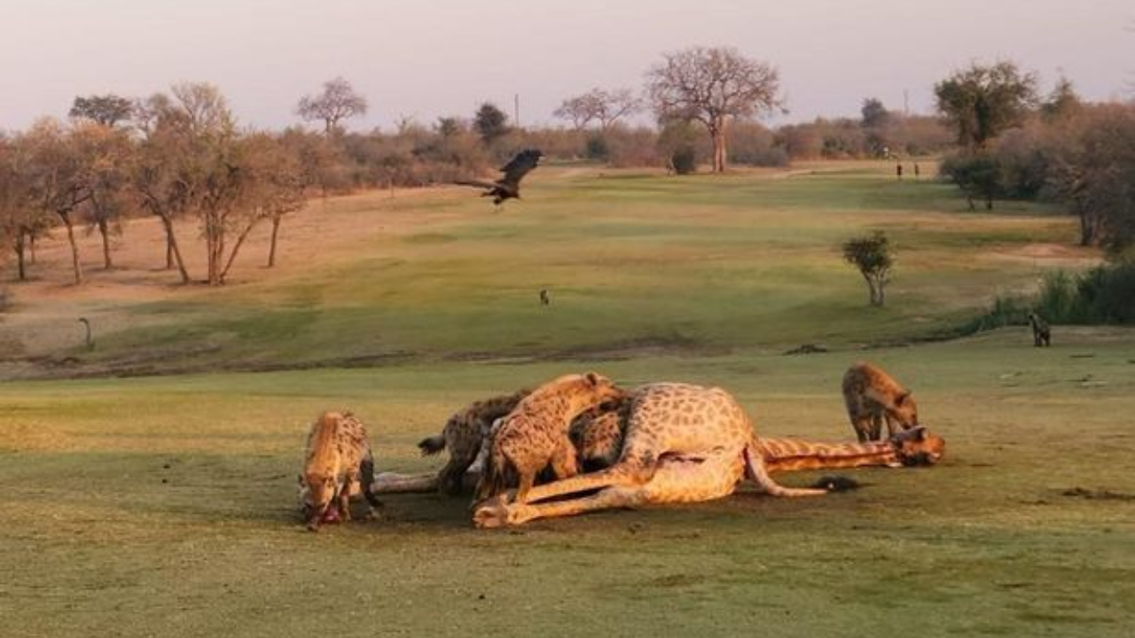 Pack of 20 hyenas attacks 2 lionesses waiting for pride to feast on giraffe carcass