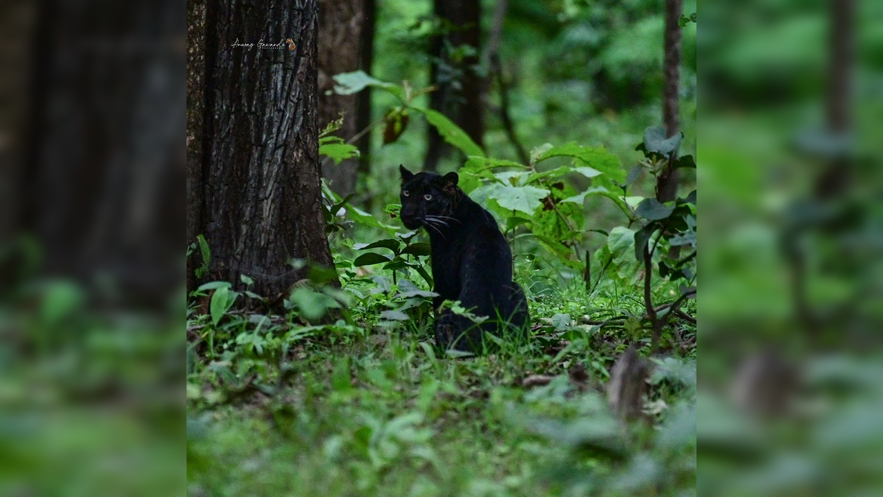 Black leopard at Pench National Park