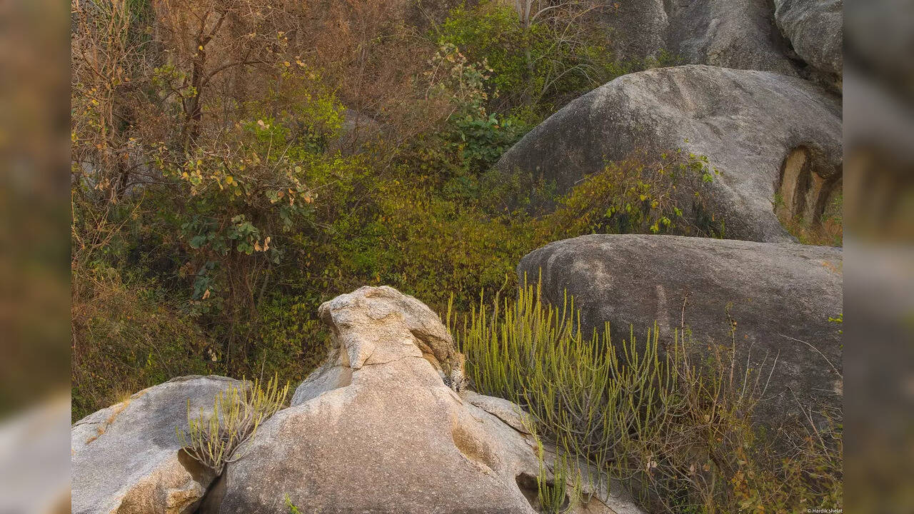 There is a leopard hidden in this picture - can you find it in 10 seconds?