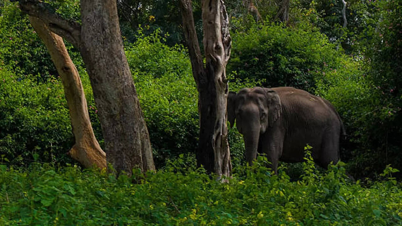 istockphoto-elephants