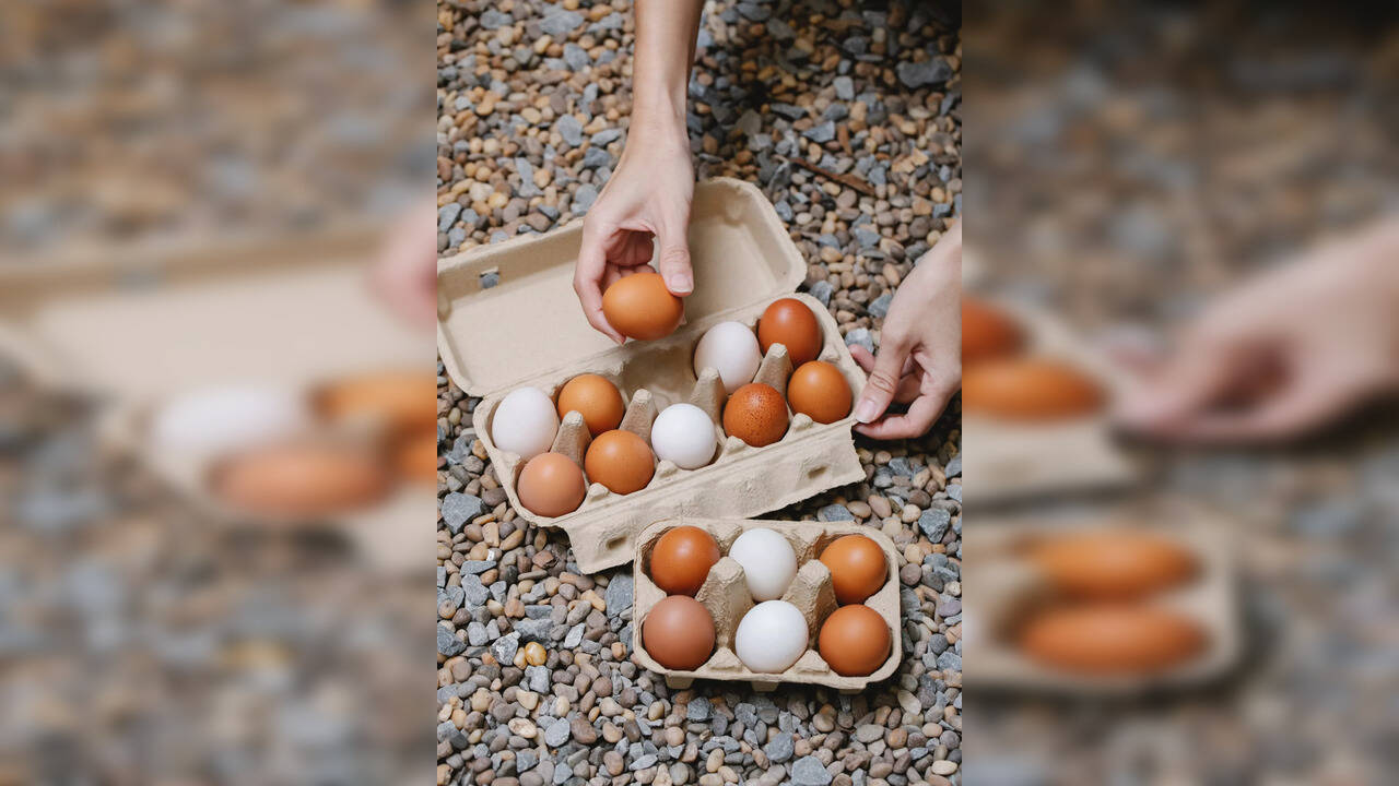 White egg vs brown egg All that you need to know