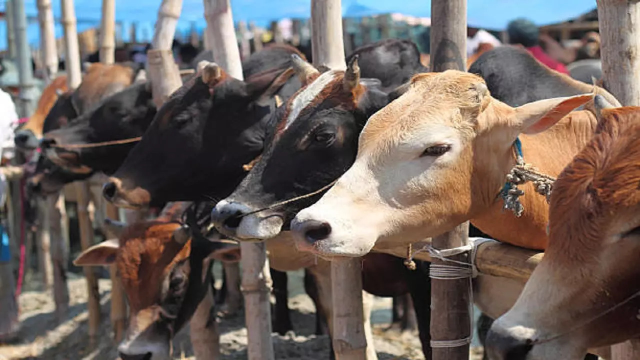 istockphoto-cattle