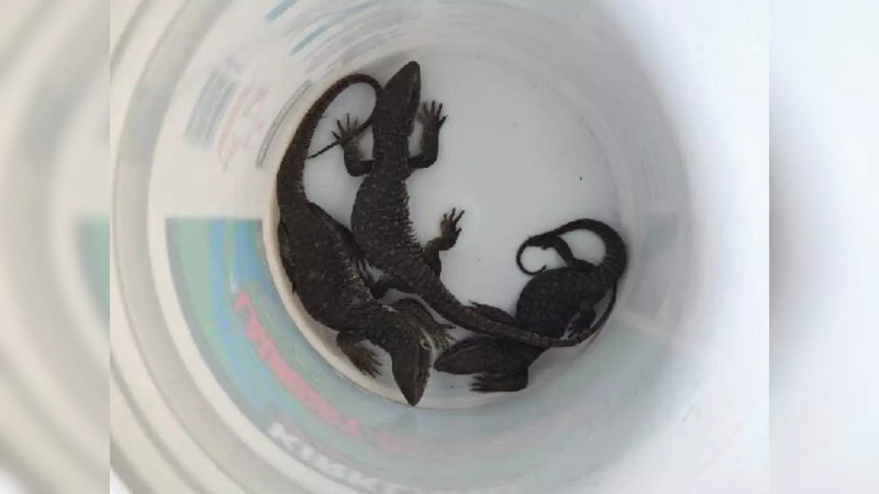 Box of live reptiles delivered to wrong address in New York | Picture courtesy: Facebook/Port Chester Police Department