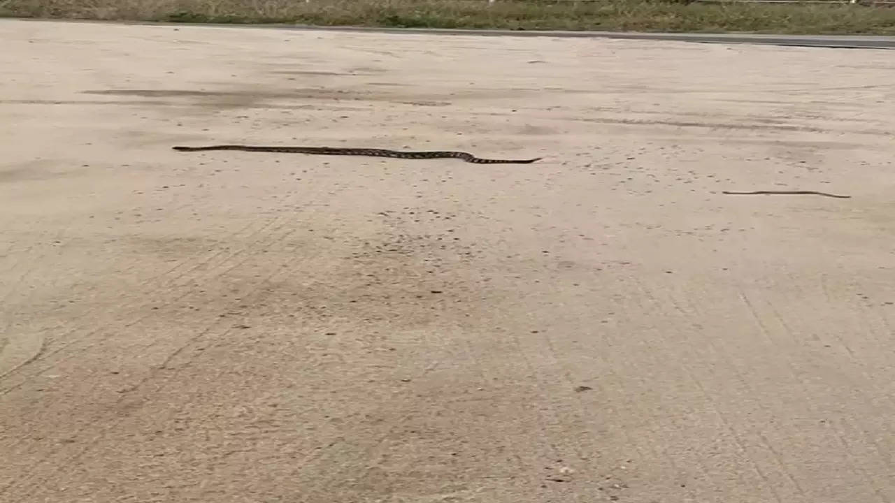 El video muestra a la serpiente de cascabel siguiendo a la madre reptil