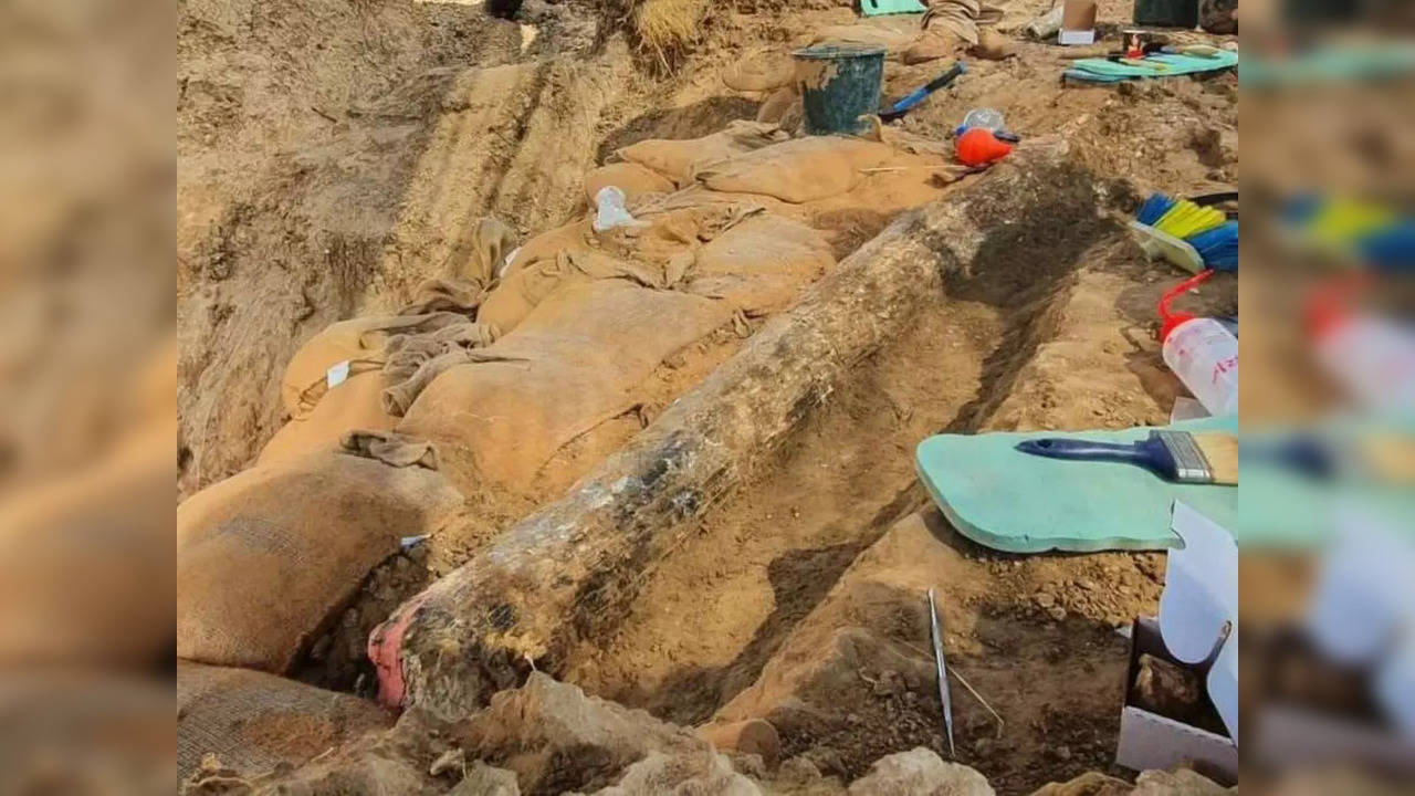 Rare 500,000-year-old elephant tusk uncovered in Israel | Picture courtesy: Israel Antiquities Authority