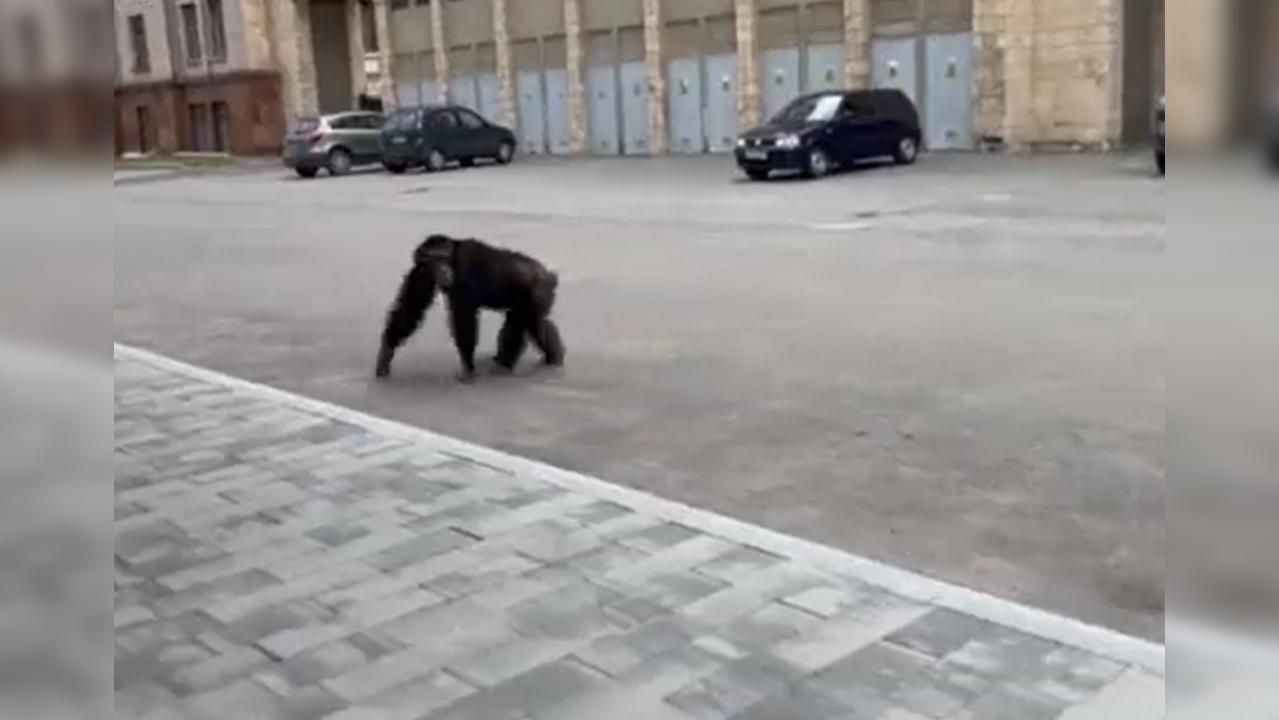 Monkey on the loose in Kharkiv