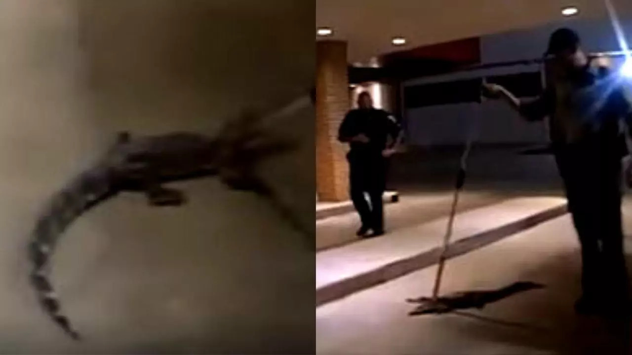 Alligator at an ATM