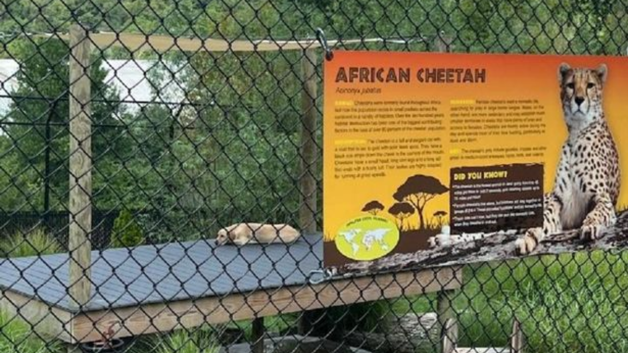 Photo of dog chilling in cheetah cage at zoo goes viral