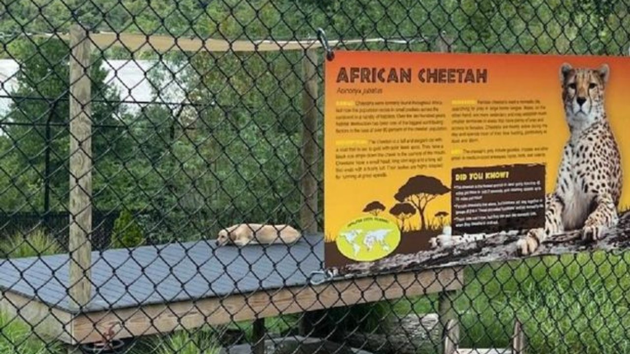 Dog in cheetah cage at zoo