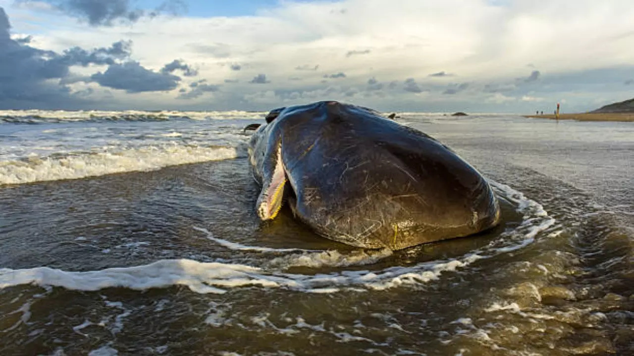 sperm whale dead whale